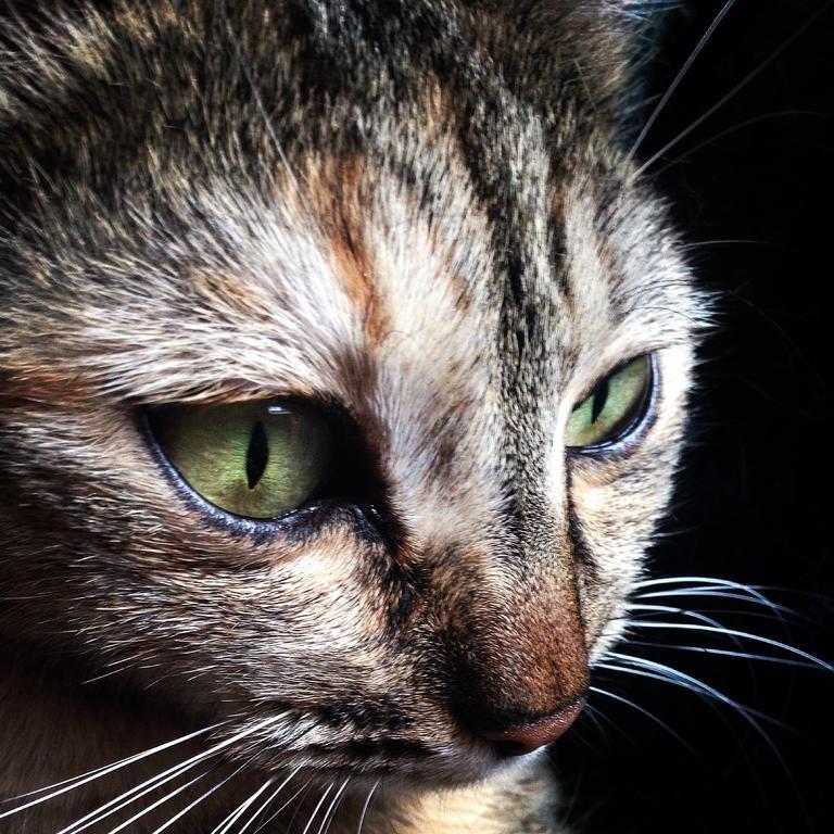 Ca' Dei Gatti Villa Toscolano Maderno Buitenkant foto